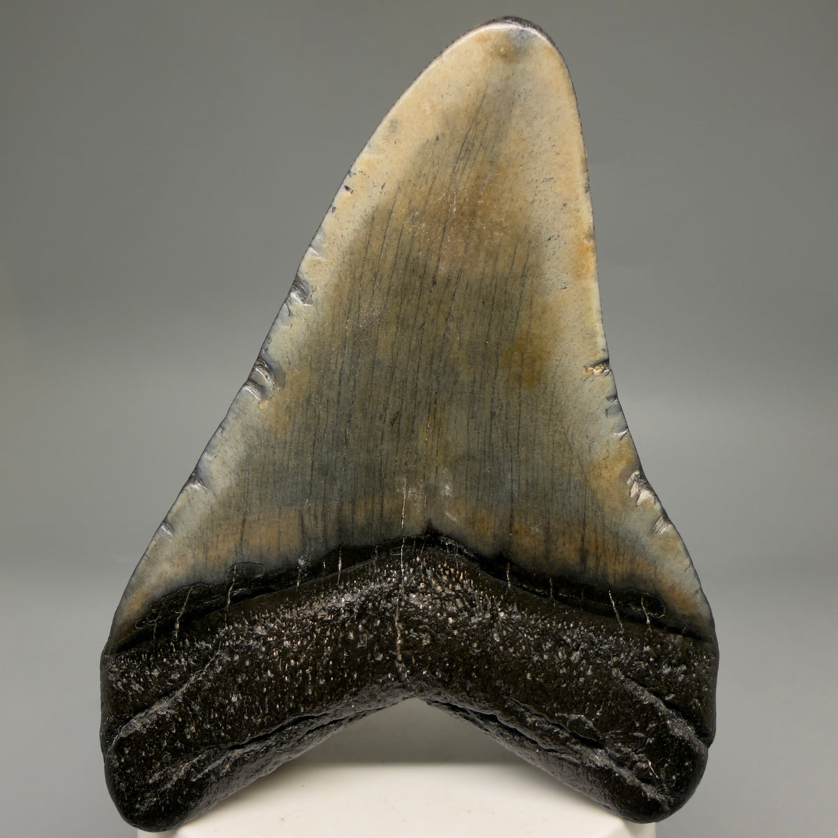 Back View Colorful 3.80" Fossil Megalodon Tooth from South Carolina megalodonteeth.com CM6570