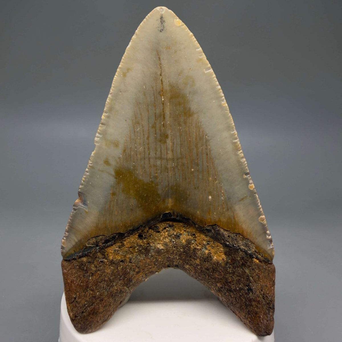 Back View Colorful 3.81" Fossil Megalodon Tooth from North Carolina - megalodonteeth.com CM6805
