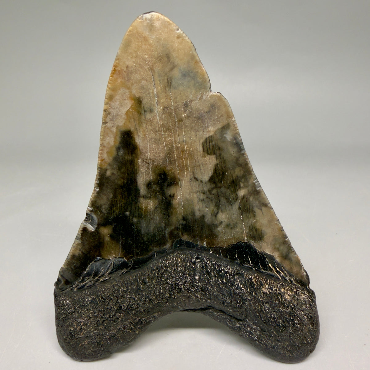 Back View Colorful 3.91" Fossil Megalodon Tooth from South Carolina megalodonteeth.com CM6567