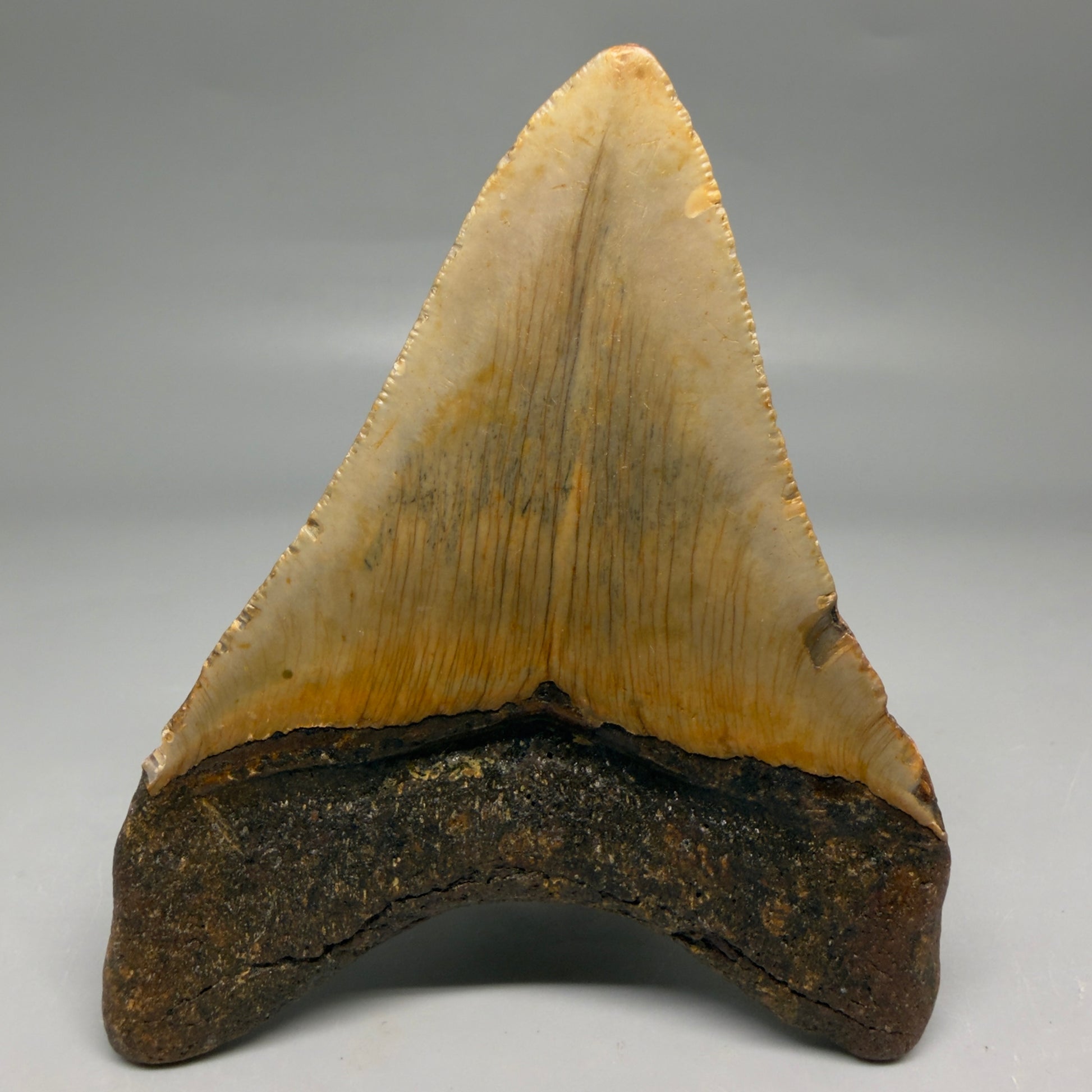 Back View Colorful 3.92" Fossil Megalodon Tooth from North Carolina - megalodonteeth.com CM6506