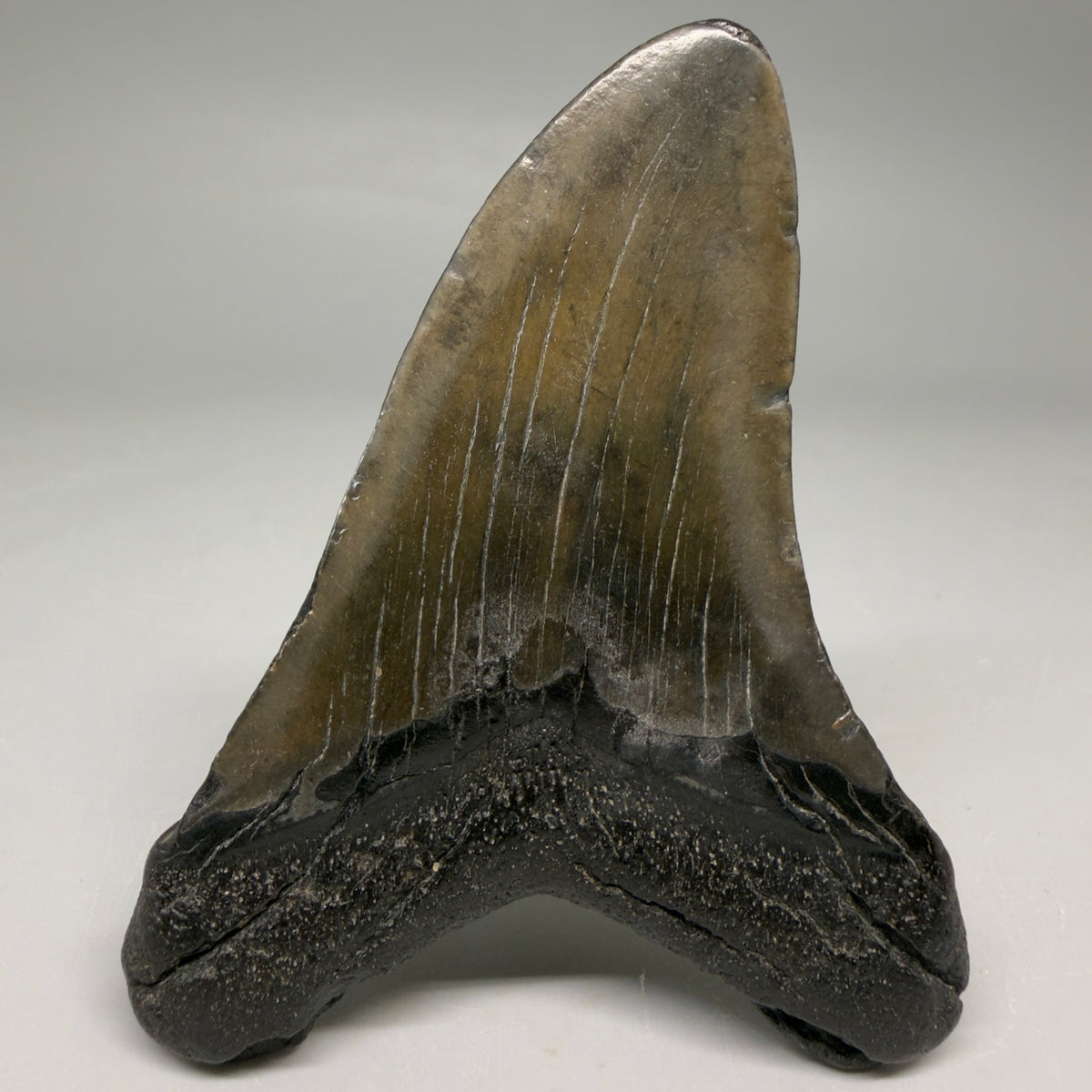 Back View Colorful 3.92" Fossil Megalodon Tooth from South Carolina megalodonteeth.com CM6569