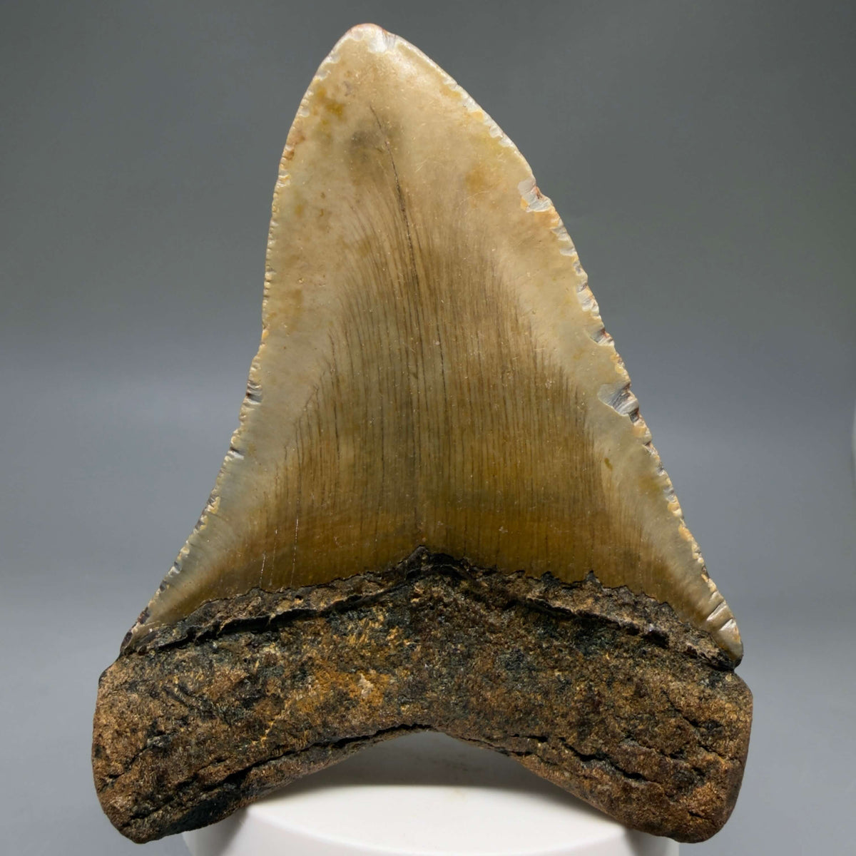 Back View Colorful 3.97" Fossil Megalodon Tooth from North Carolina - megalodonteeth.com CM6807