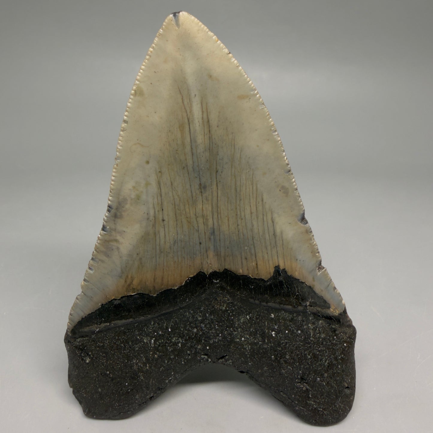 Back View Colorful 4.01" Authentic Megalodon Tooth – North Carolina Fossil | Carcharocles megalodon CM6513