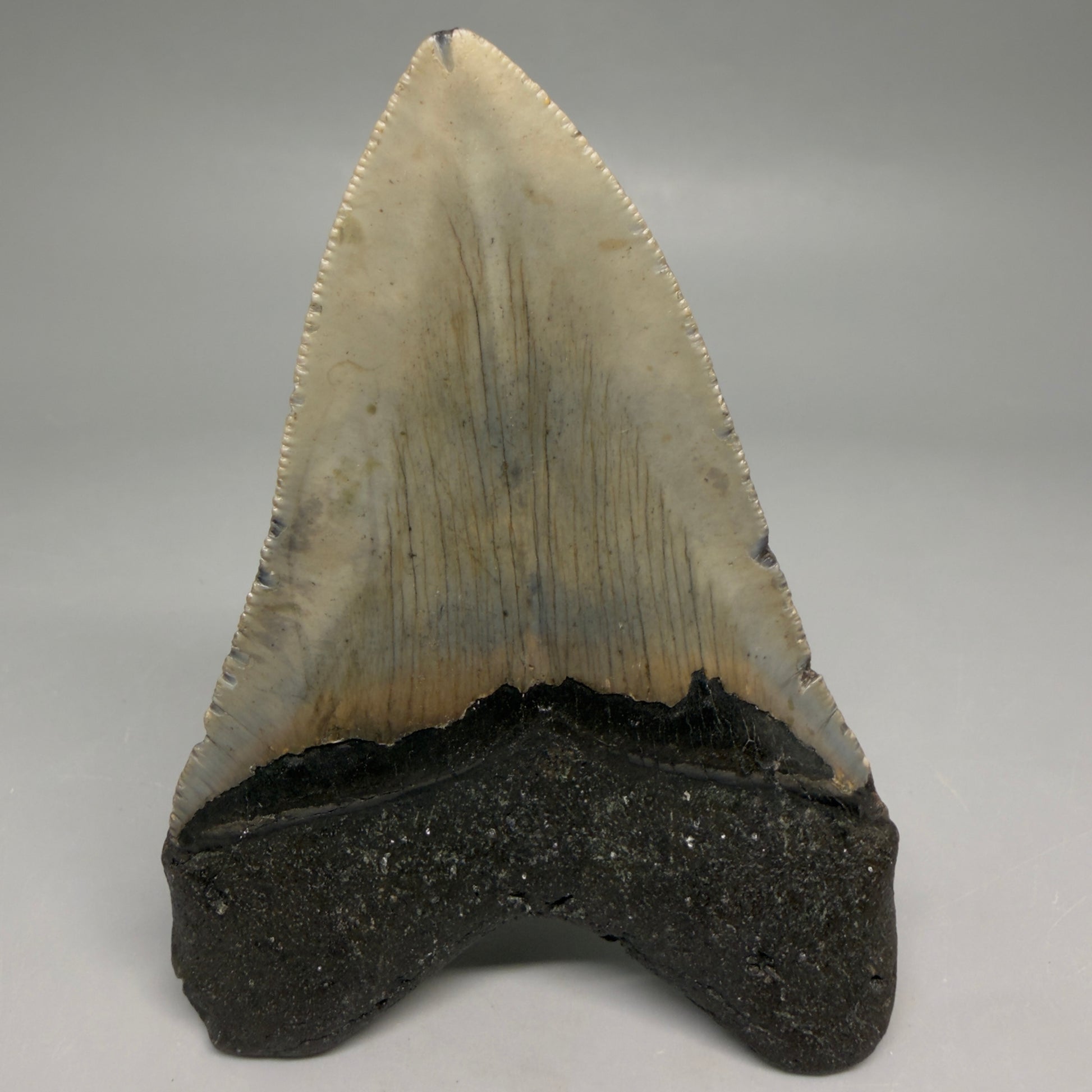 Back View Colorful 4.01" Authentic Megalodon Tooth – North Carolina Fossil | Carcharocles megalodon CM6513