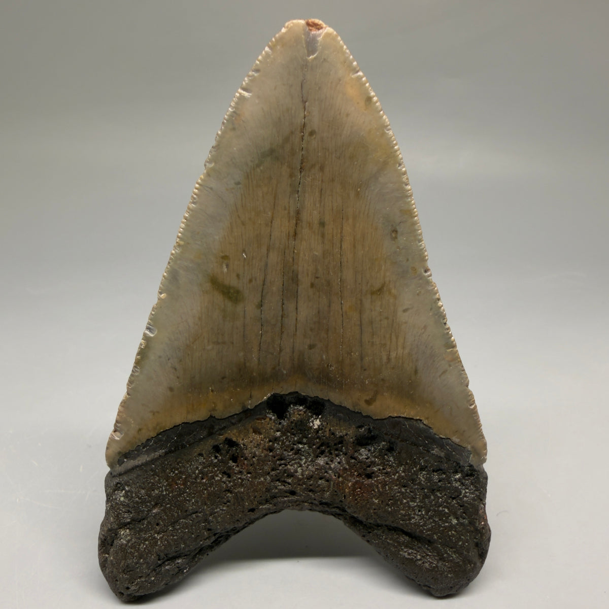 Back View Colorful 4.02" Authentic Megalodon Tooth – North Carolina Fossil megalodonteeth.com CM6749