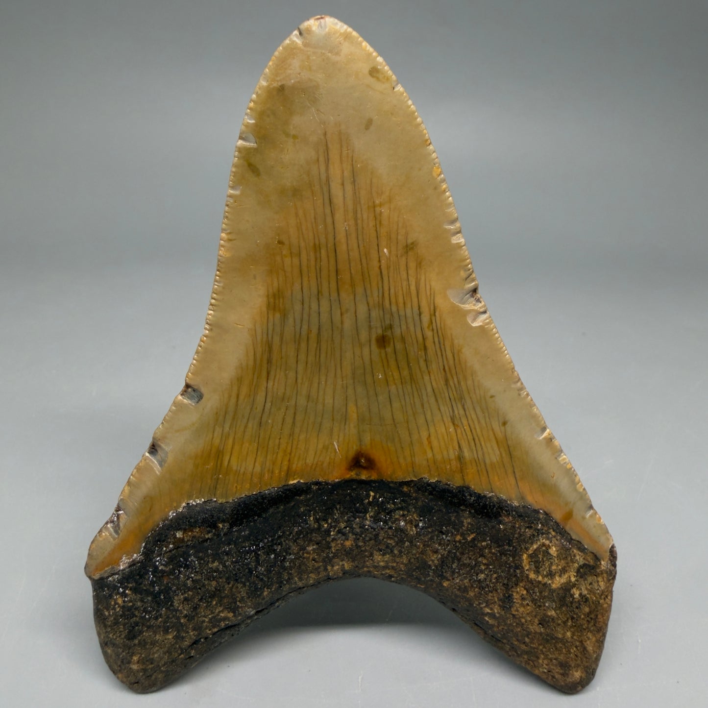 Back View Colorful 4.06" Authentic Megalodon Tooth – North Carolina Fossil | Carcharocles megalodon CM6516