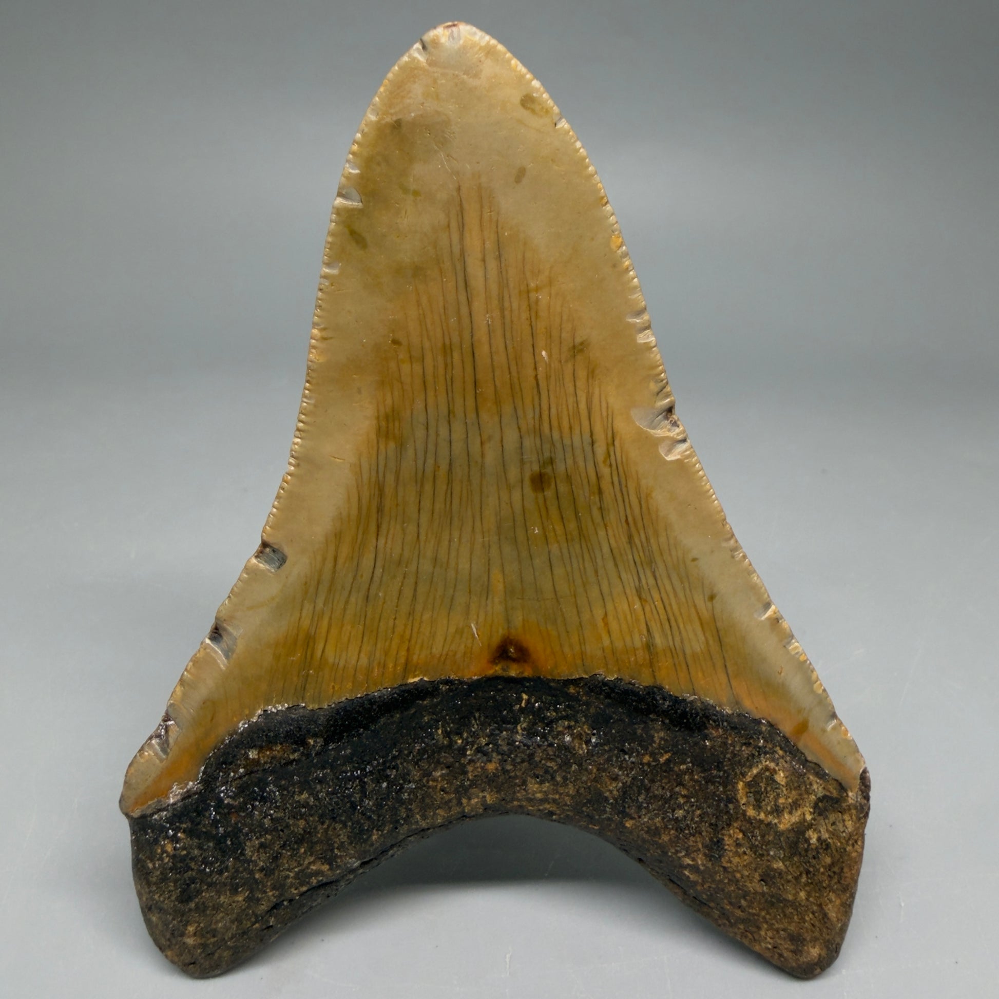 Back View Colorful 4.06" Authentic Megalodon Tooth – North Carolina Fossil | Carcharocles megalodon CM6516