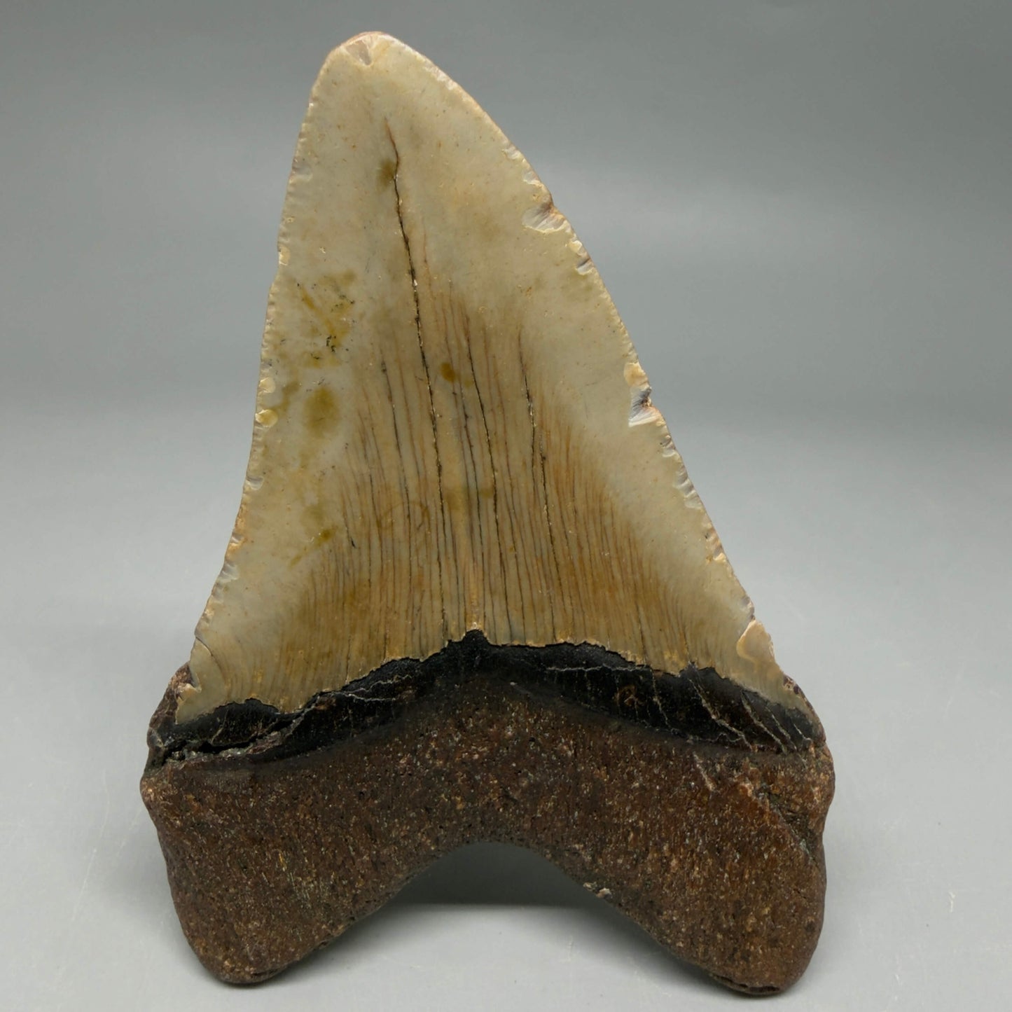 Back View Colorful 4.11" Authentic Megalodon Tooth – North Carolina Fossil | Carcharocles megalodon CM670