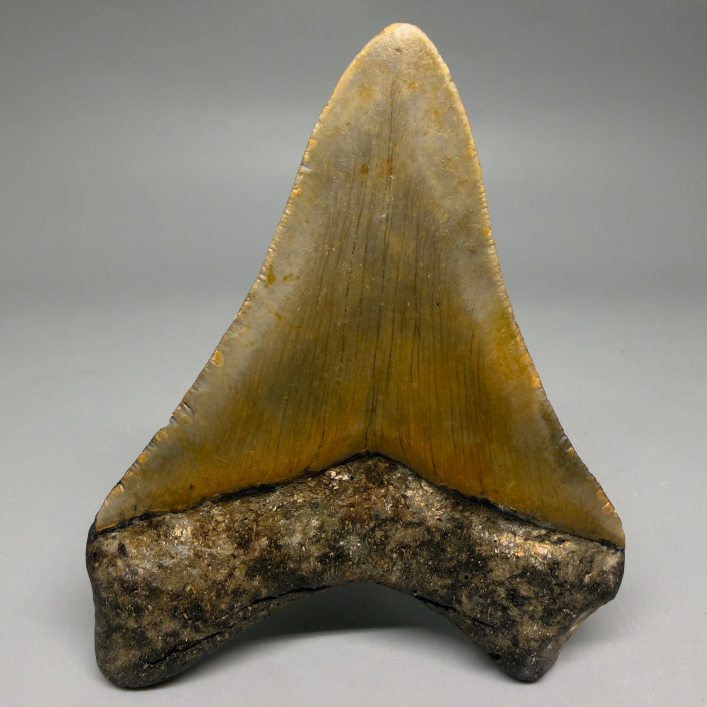 Back View Colorful 4.12" Authentic Megalodon Tooth – North Carolina Fossil | Carcharocles megalodon CM6511