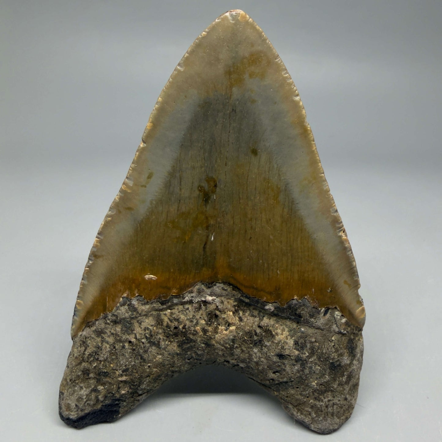 Back View Colorful 4.16" Authentic Megalodon Tooth – North Carolina Fossil | Carcharocles megalodon CM6471 