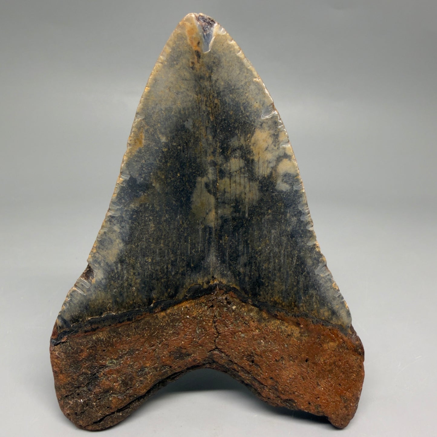 Back View Colorful 4.16" Authentic Megalodon Tooth – North Carolina Fossil | Carcharocles megalodon CM6514