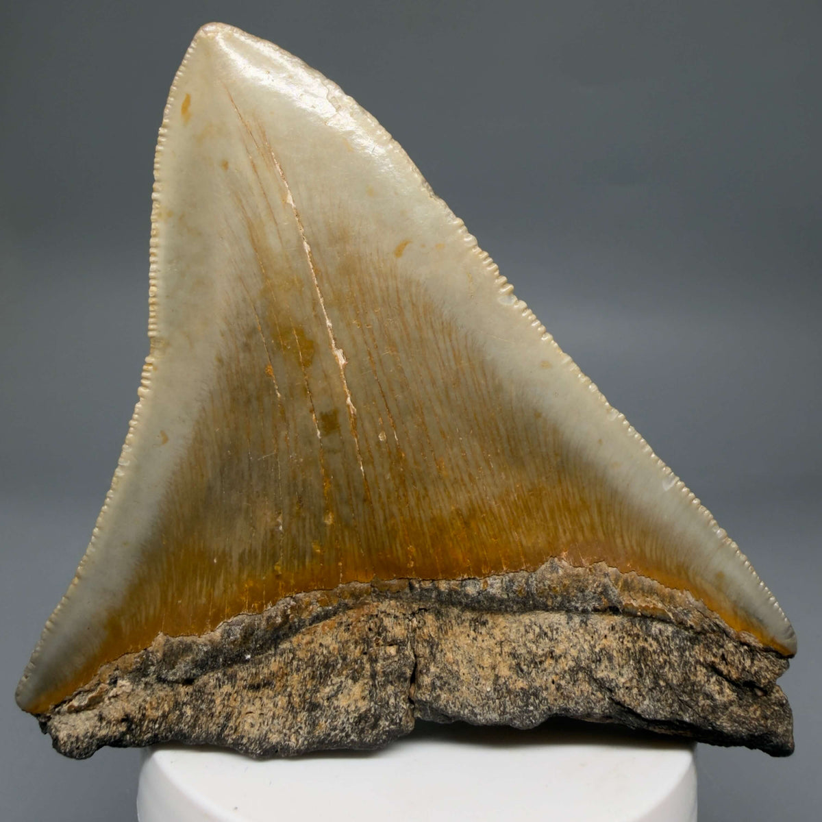 Back View Colorful 4.16" Authentic Megalodon Tooth – North Carolina Fossil | Carcharocles megalodon megalodonteeth.com CM6647