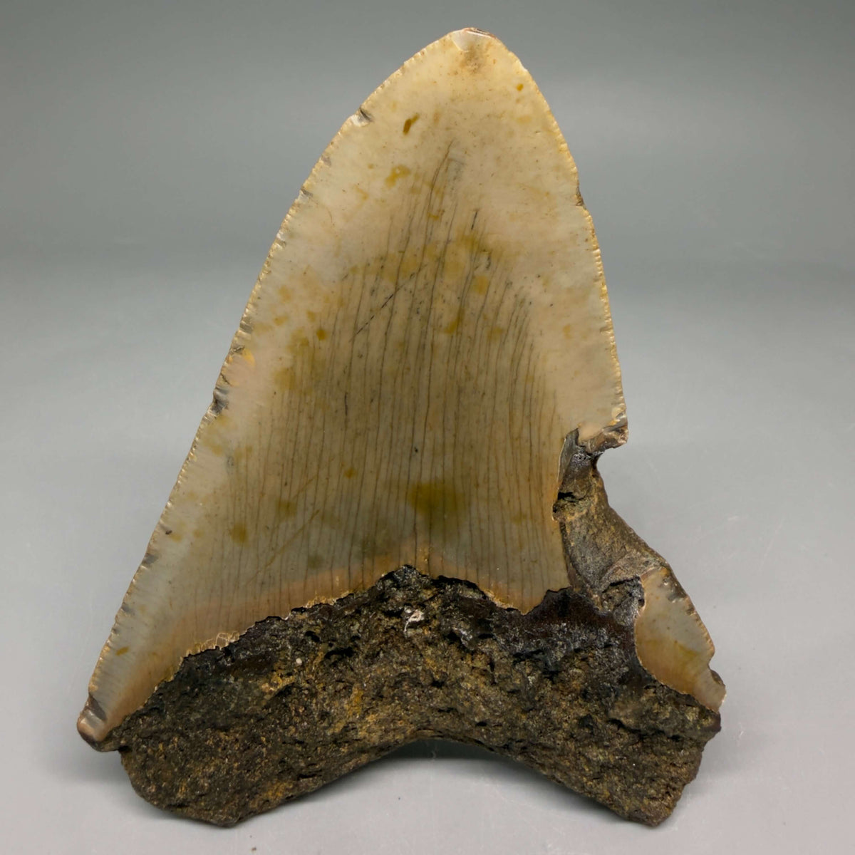 Back View Colorful 4.20" Authentic Megalodon Tooth – North Carolina Fossil | Carcharocles megalodon megalodonteeth.com CM6649