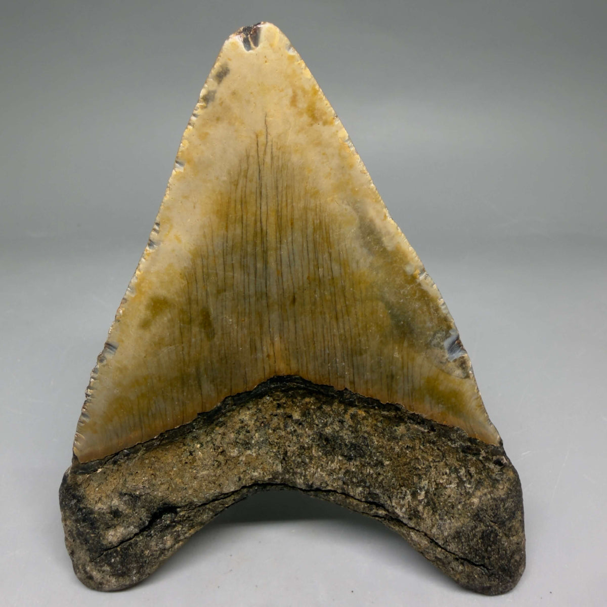 Back View Colorful 4.23" Authentic Megalodon Tooth – North Carolina Fossil | Carcharocles megalodon megalodonteeth.com CM6654