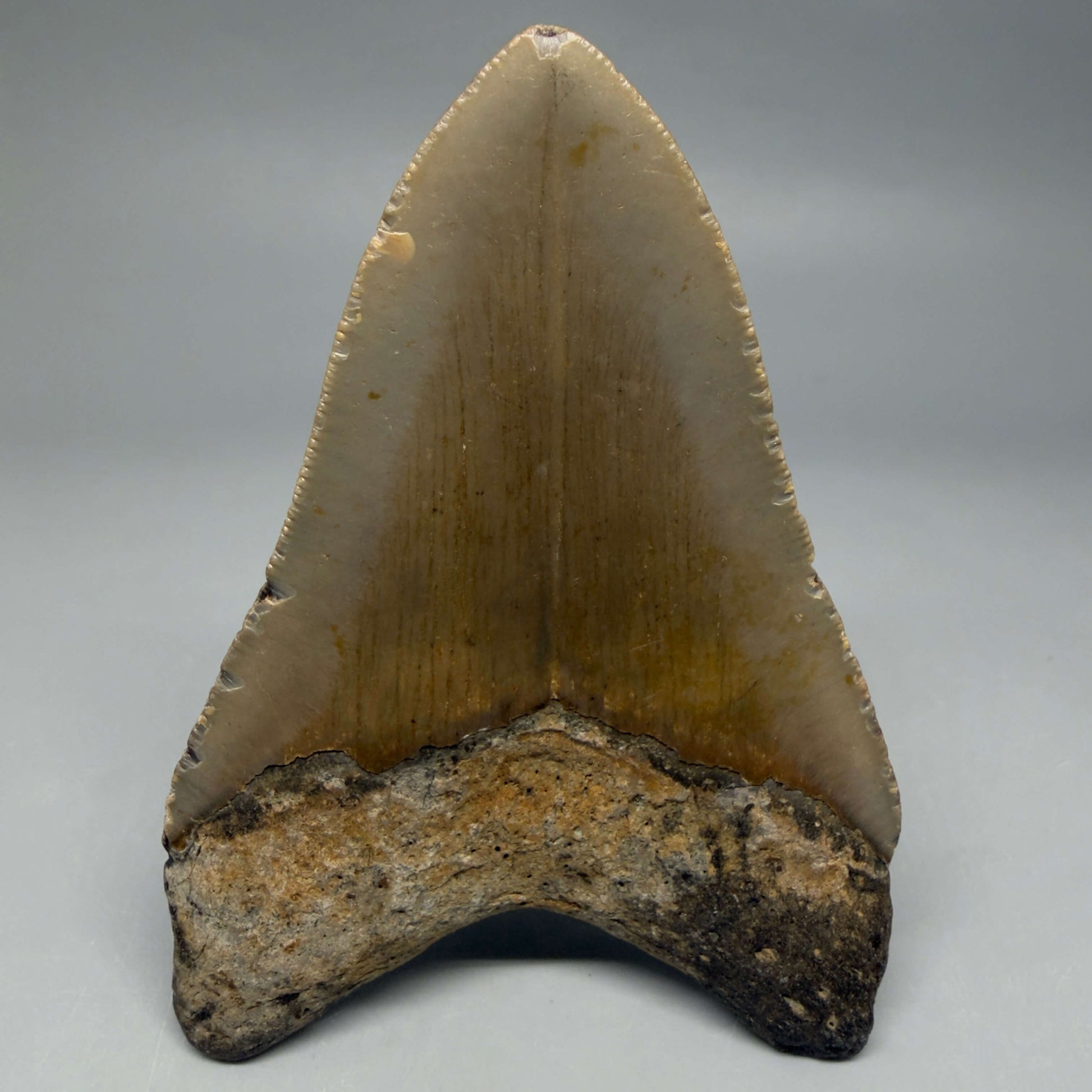 Back View Colorful 4.24" Authentic Megalodon Tooth – North Carolina Fossil | Carcharocles megalodon CM6473