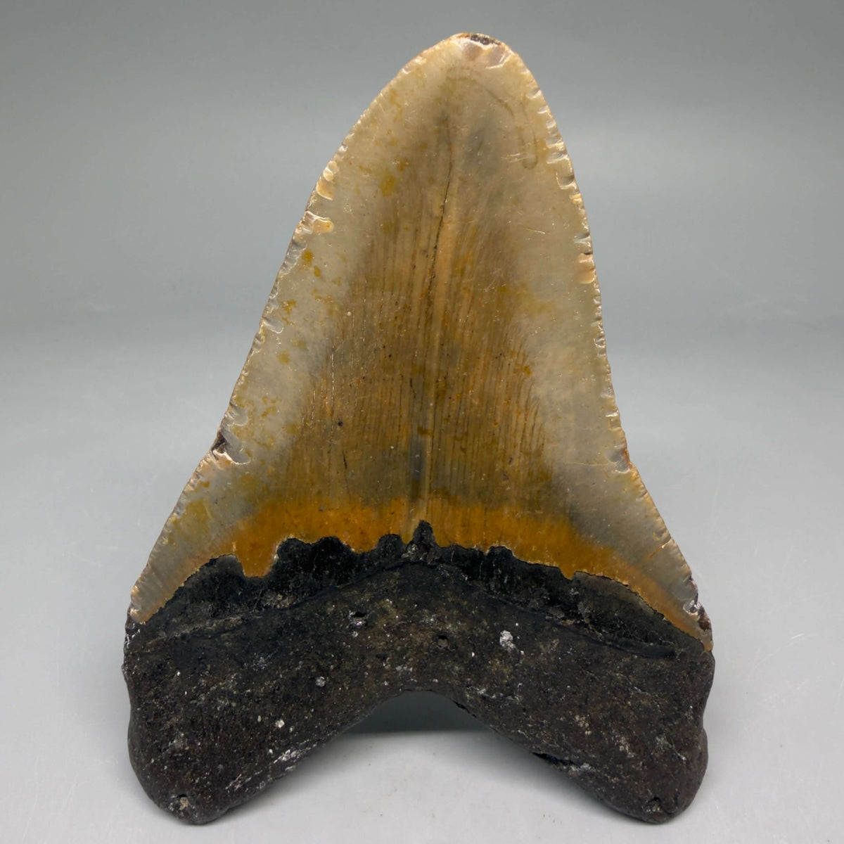 Back View Colorful 4.24" Authentic Megalodon Tooth – North Carolina Fossil | Carcharocles megalodon megalodonteeth.com CM6652