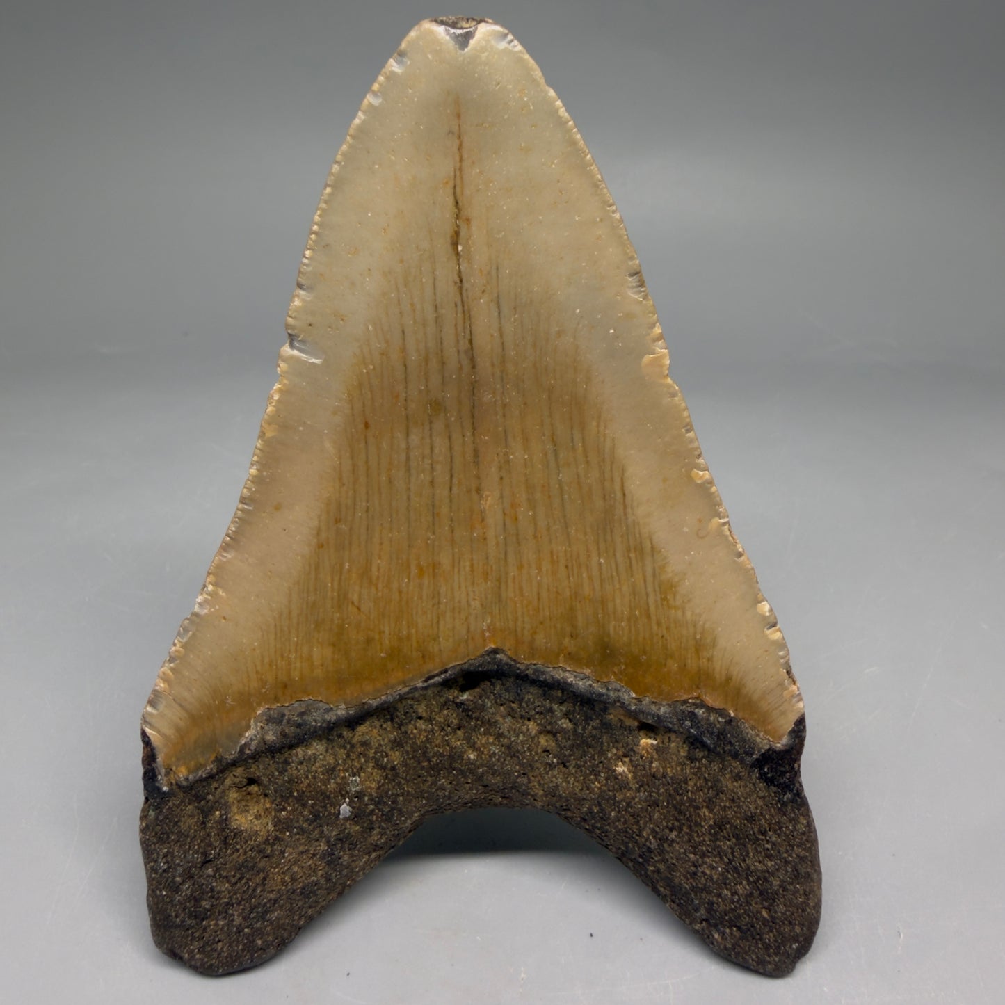 Back View Colorful 4.37" Authentic Megalodon Tooth – North Carolina Fossil | Carcharocles megalodon megalodonteeth.com CM6653