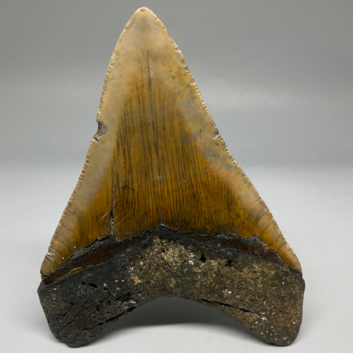 Back View Colorful 4.41" Authentic Megalodon Tooth – North Carolina Fossil | Carcharocles megalodon megalodonteeth.com CM6752