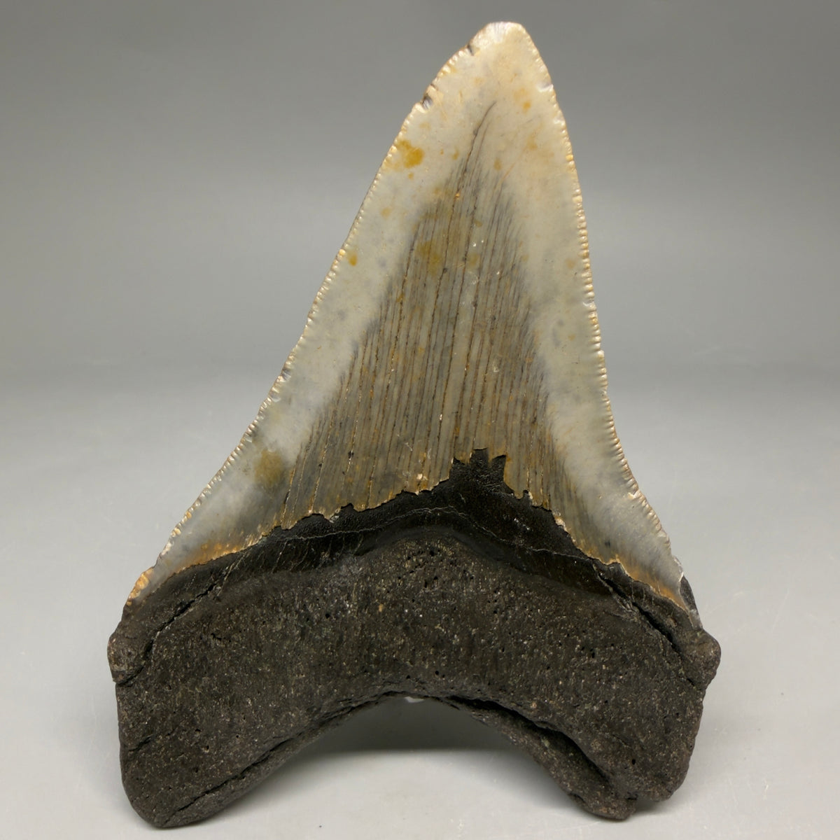 Back View Colorful 4.45" Authentic Megalodon Tooth – North Carolina Fossil | Carcharocles megalodon megalodonteeth.com CM6650