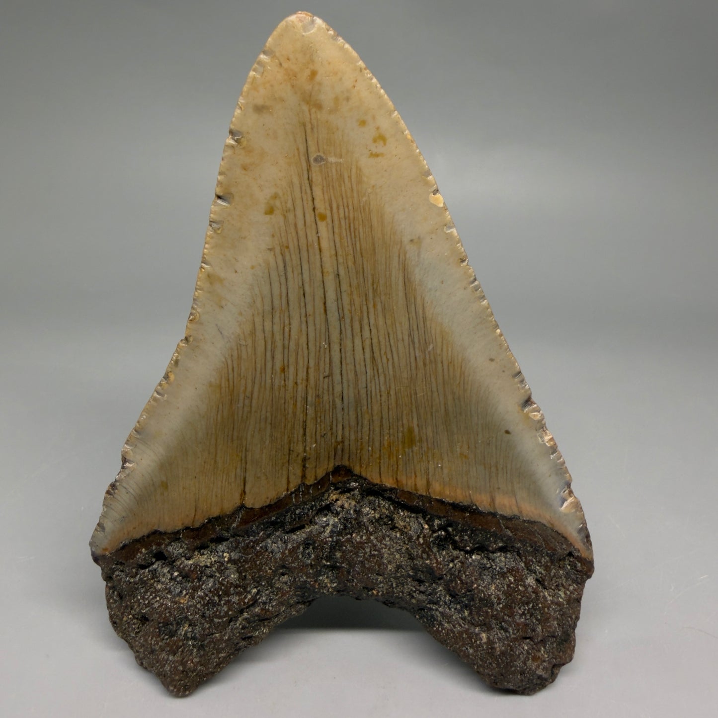 Back View Colorful 4.58" Authentic Megalodon Tooth – North Carolina Fossil | Carcharocles megalodon CM6812