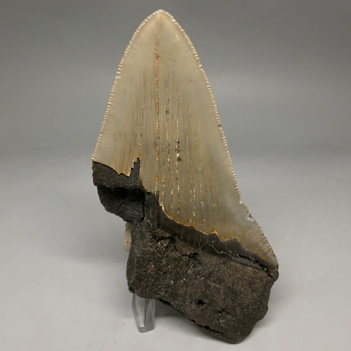 Back View Colorful 4.61" Authentic Megalodon Tooth – North Carolina Fossil | Carcharocles megalodon megalodonteeth.com CM6648
