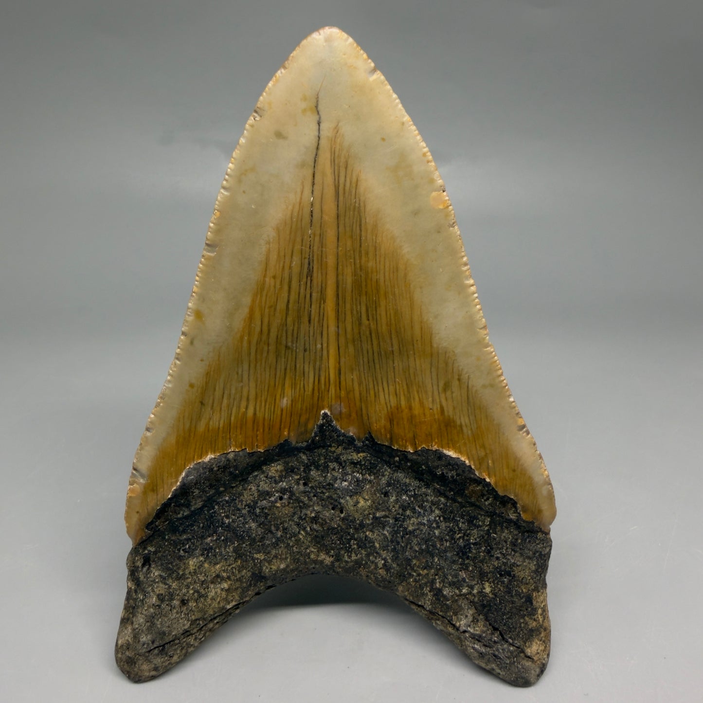 Back View Colorful 4.63" Authentic Megalodon Tooth – North Carolina Fossil | Carcharocles megalodon CM6517