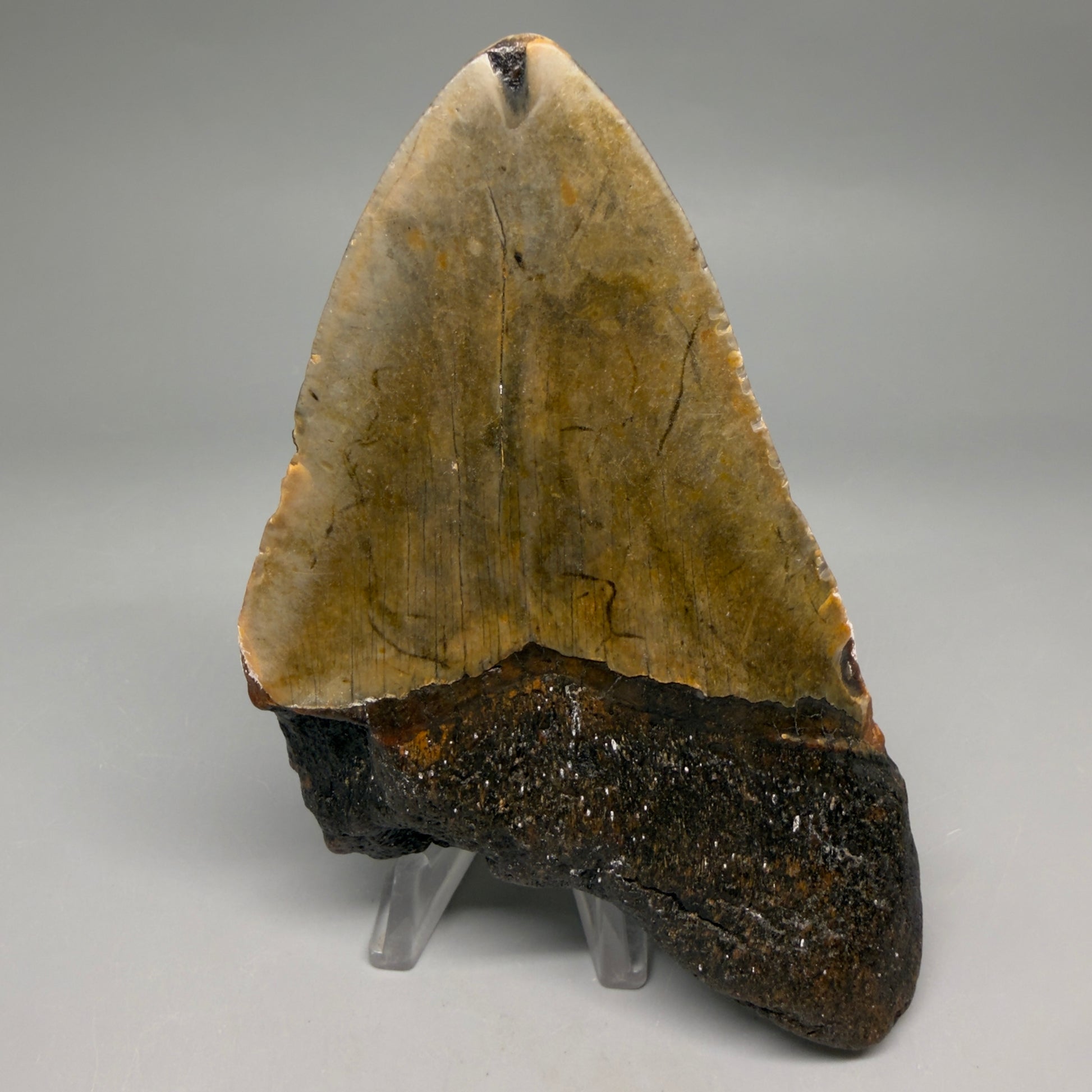 Back View Colorful 4.80" Authentic Megalodon Tooth – North Carolina Fossil | Carcharocles megalodon megalodonteeth.com 