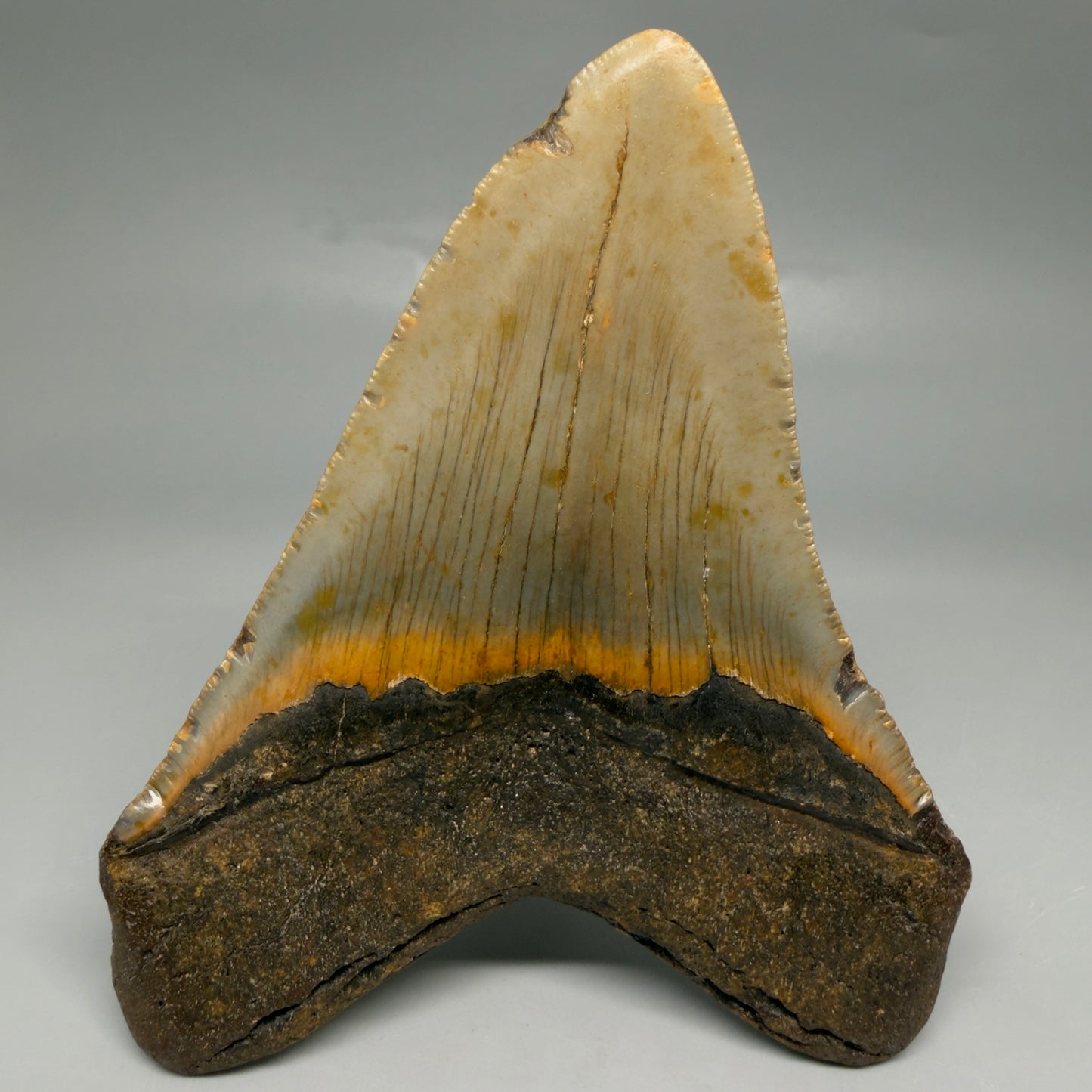 Back View Colorful 4.81" Authentic Megalodon Tooth – North Carolina Fossil | Carcharocles megalodon CM6519