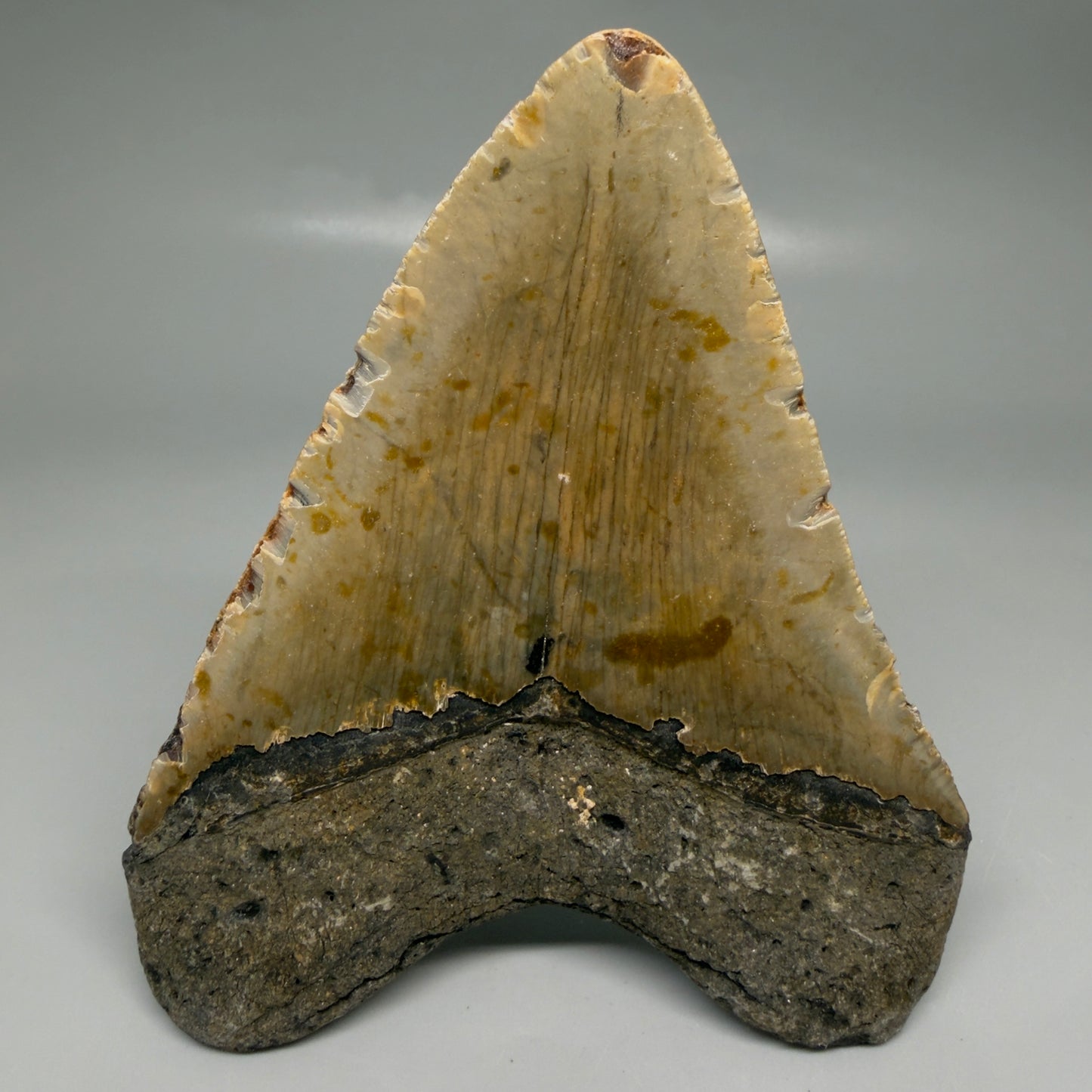 Back View Colorful 4.89" Authentic Megalodon Tooth – North Carolina Fossil | Carcharocles megalodon CM6520