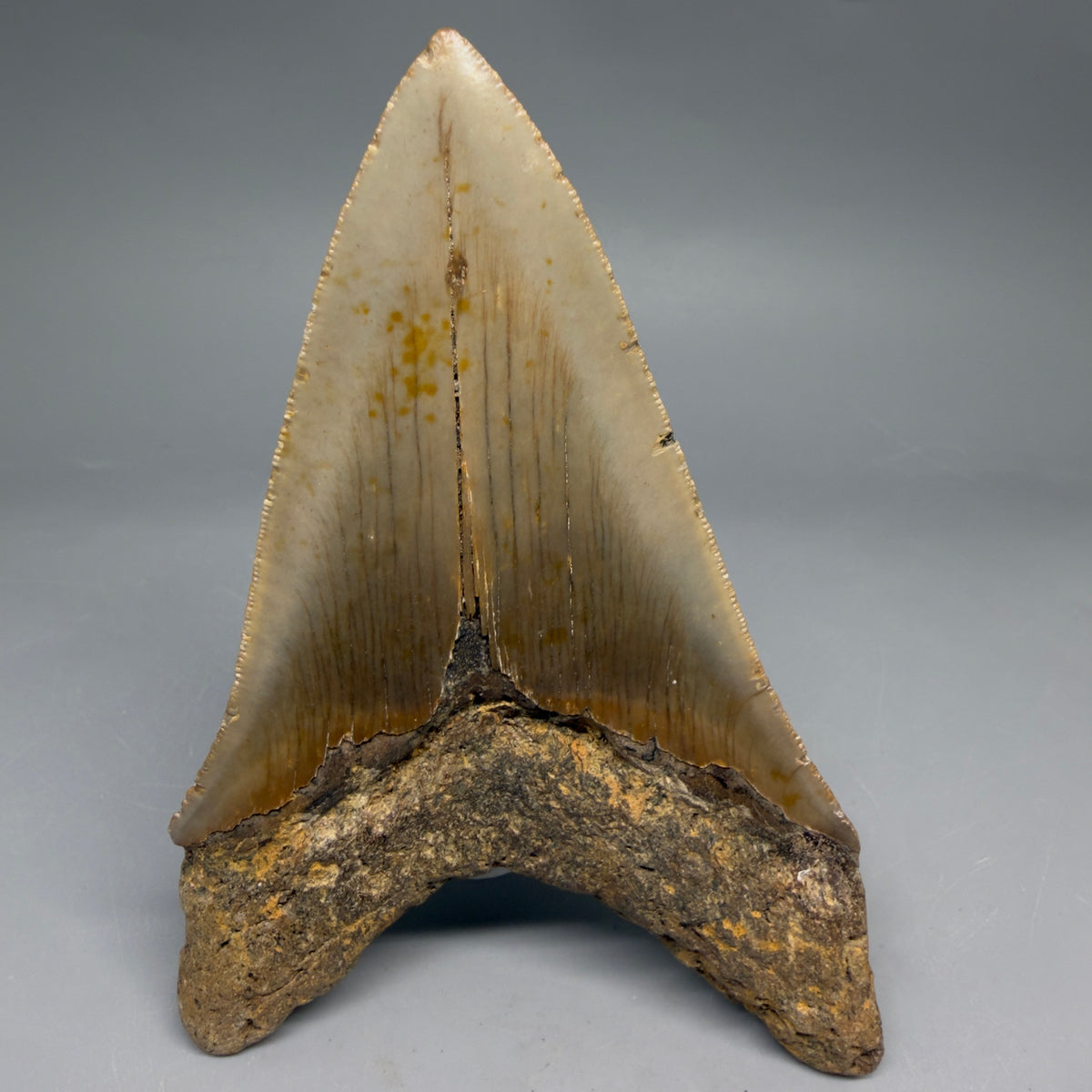 Back View Colorful 4.95" Authentic Megalodon Tooth – North Carolina Fossil | Carcharocles megalodon megalodonteeth.com CM6660