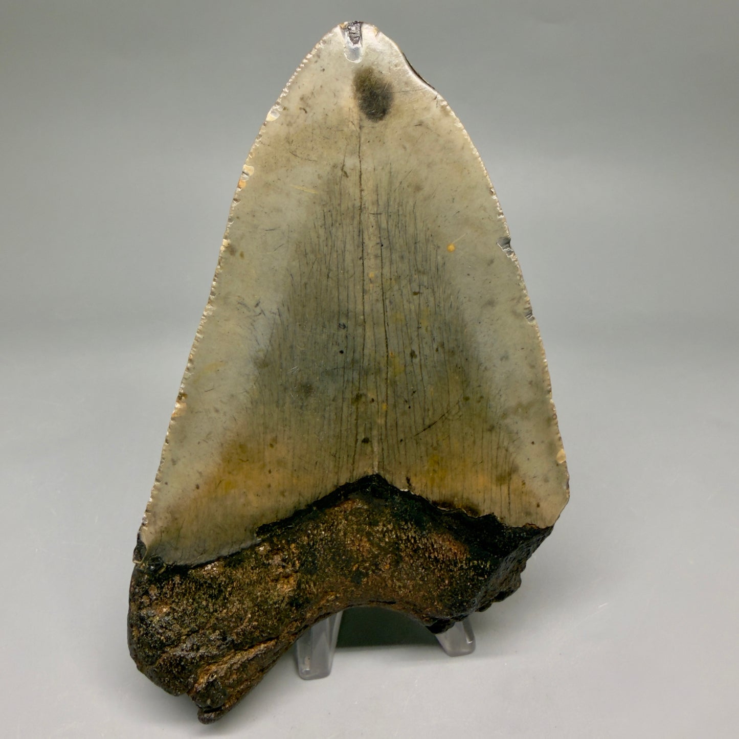 Back View Colorful 5.01" Authentic Megalodon Tooth – North Carolina Fossil | Carcharocles megalodon megalodonteeth.com CM6610