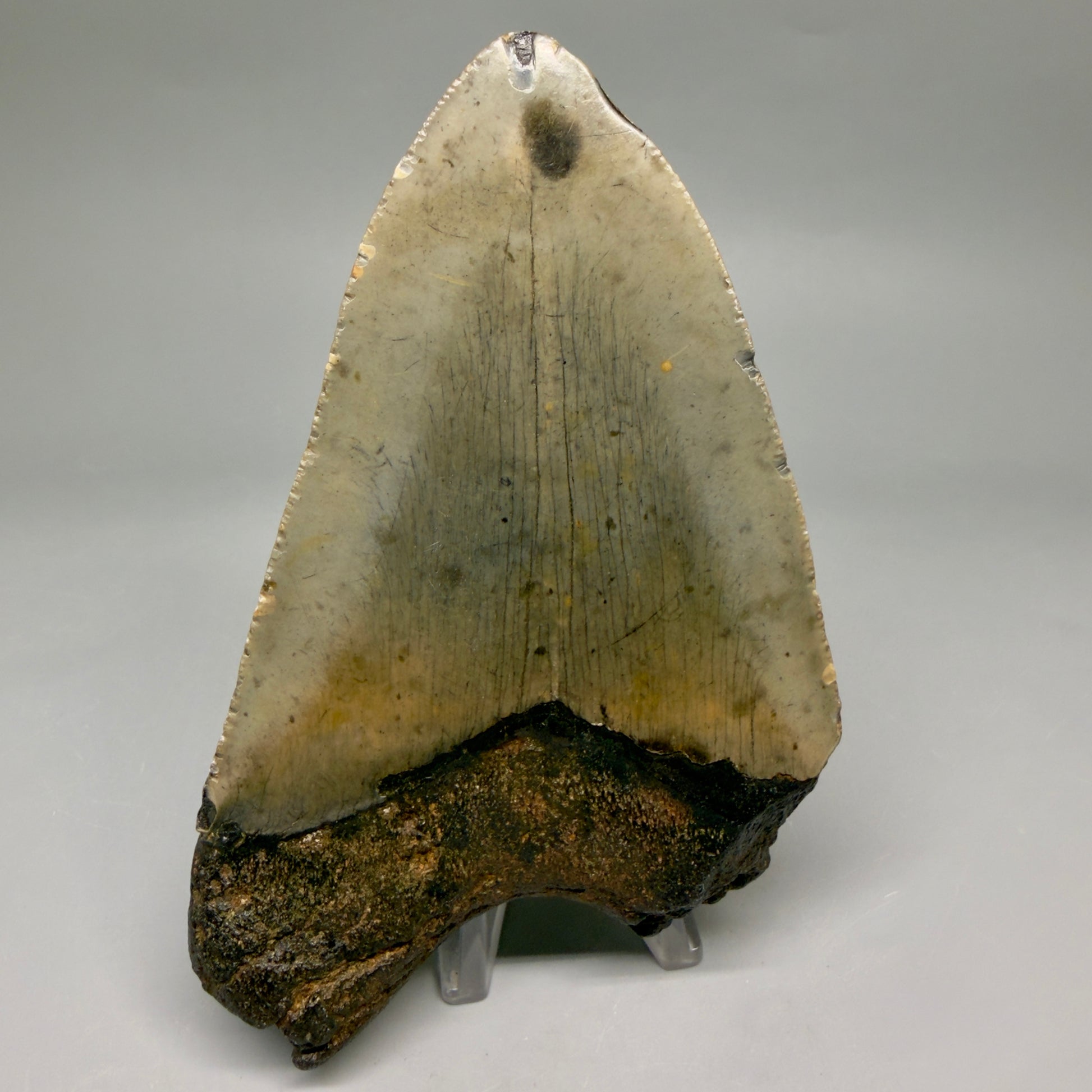 Back View Colorful 5.01" Authentic Megalodon Tooth – North Carolina Fossil | Carcharocles megalodon megalodonteeth.com CM6610