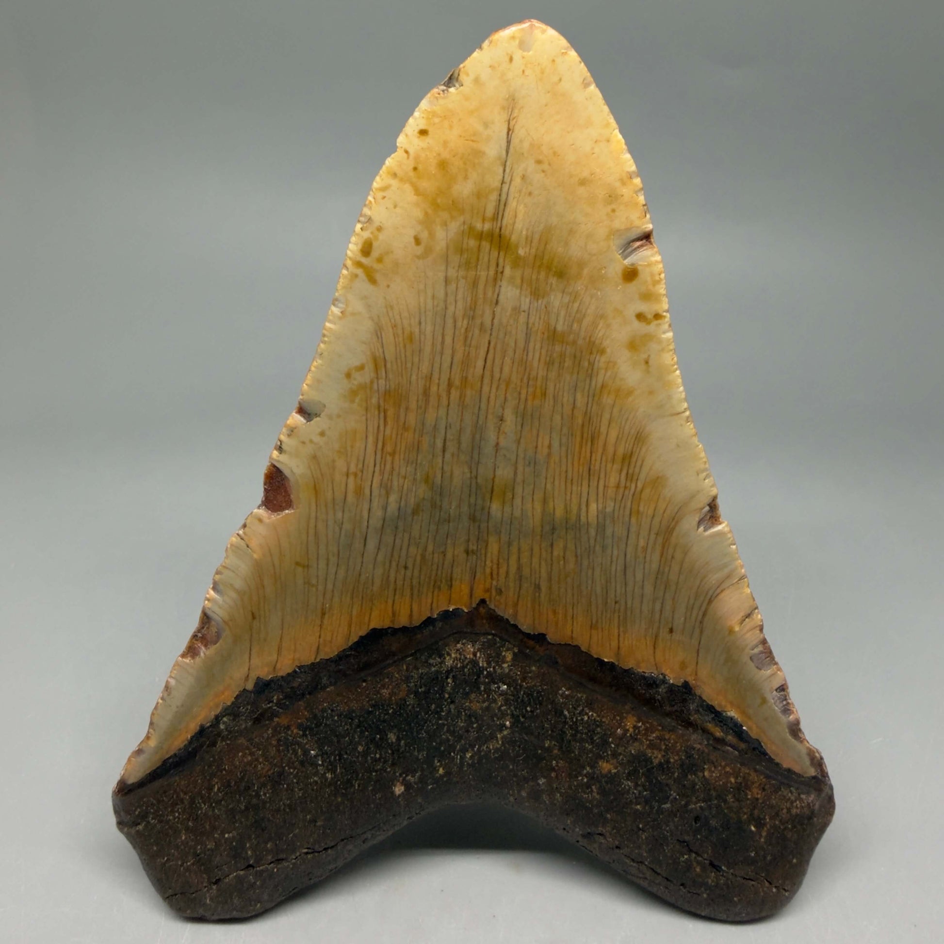 Back View Colorful 5.16" Authentic Fossil Megalodon Tooth – North Carolina CM6452 