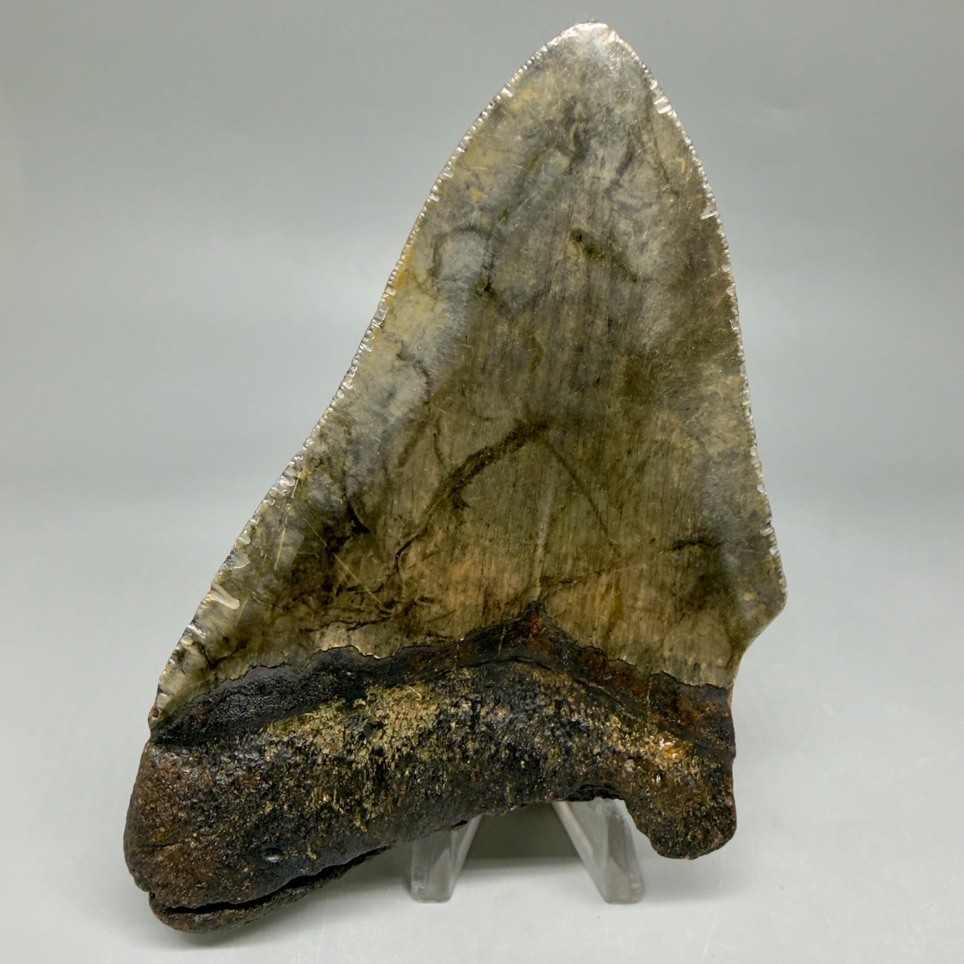Back View Colorful 5.18" Authentic Megalodon Tooth – North Carolina Fossil | Carcharocles megalodon CM6462