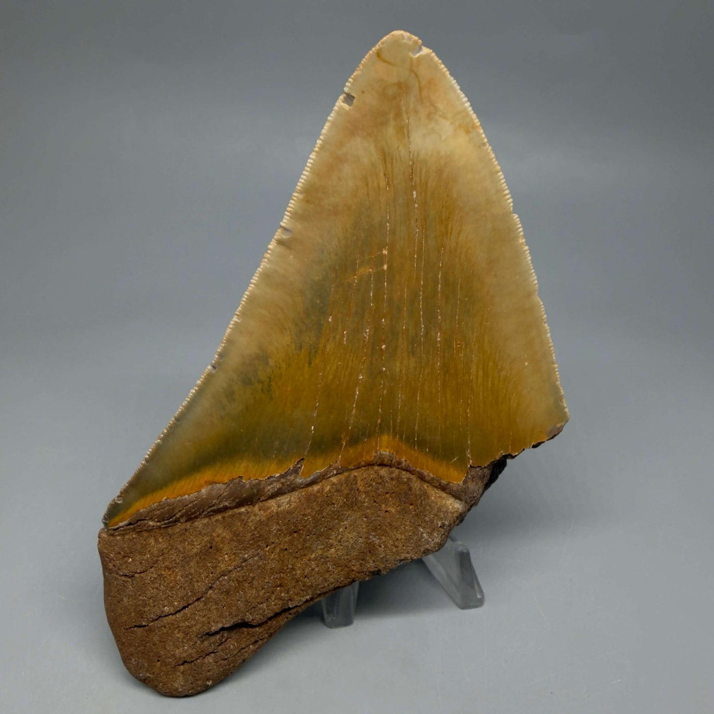 Back View Colorful 5.25" Authentic Megalodon Tooth – North Carolina Fossil | Carcharocles megalodon CM6460 