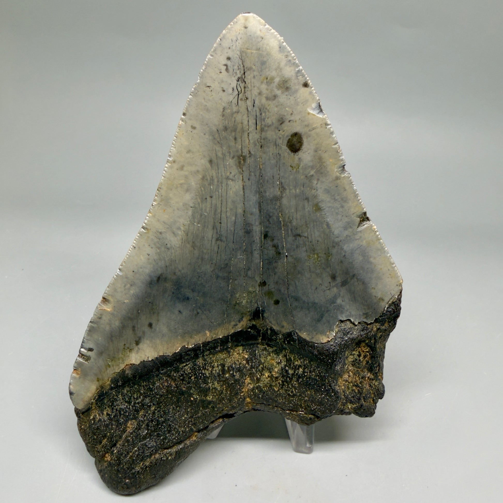Back View Colorful 5.29" Authentic Megalodon Tooth – North Carolina Fossil | Carcharocles megalodon megalodonteeth.com 