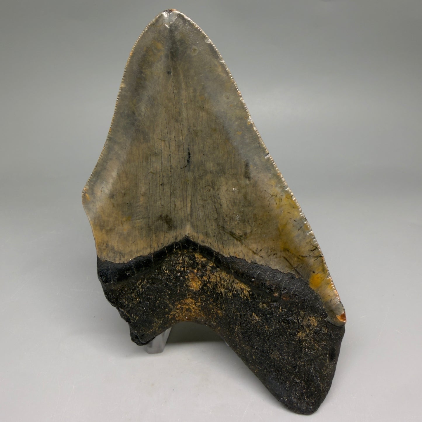Back View Colorful 5.35" Authentic Megalodon Tooth – North Carolina Fossil | Carcharocles megalodon CM6581