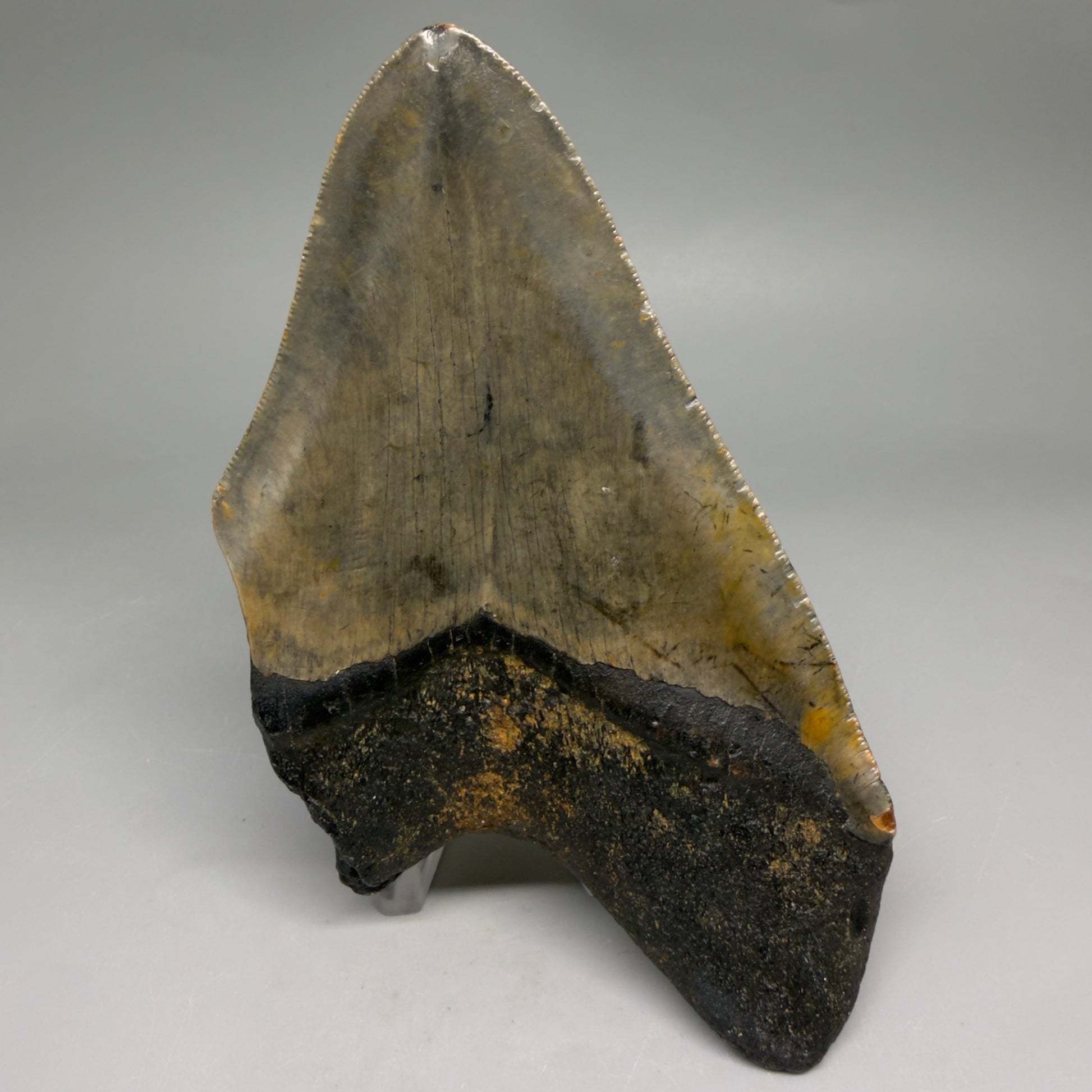 Back View Colorful 5.35" Authentic Megalodon Tooth – North Carolina Fossil | Carcharocles megalodon CM6581