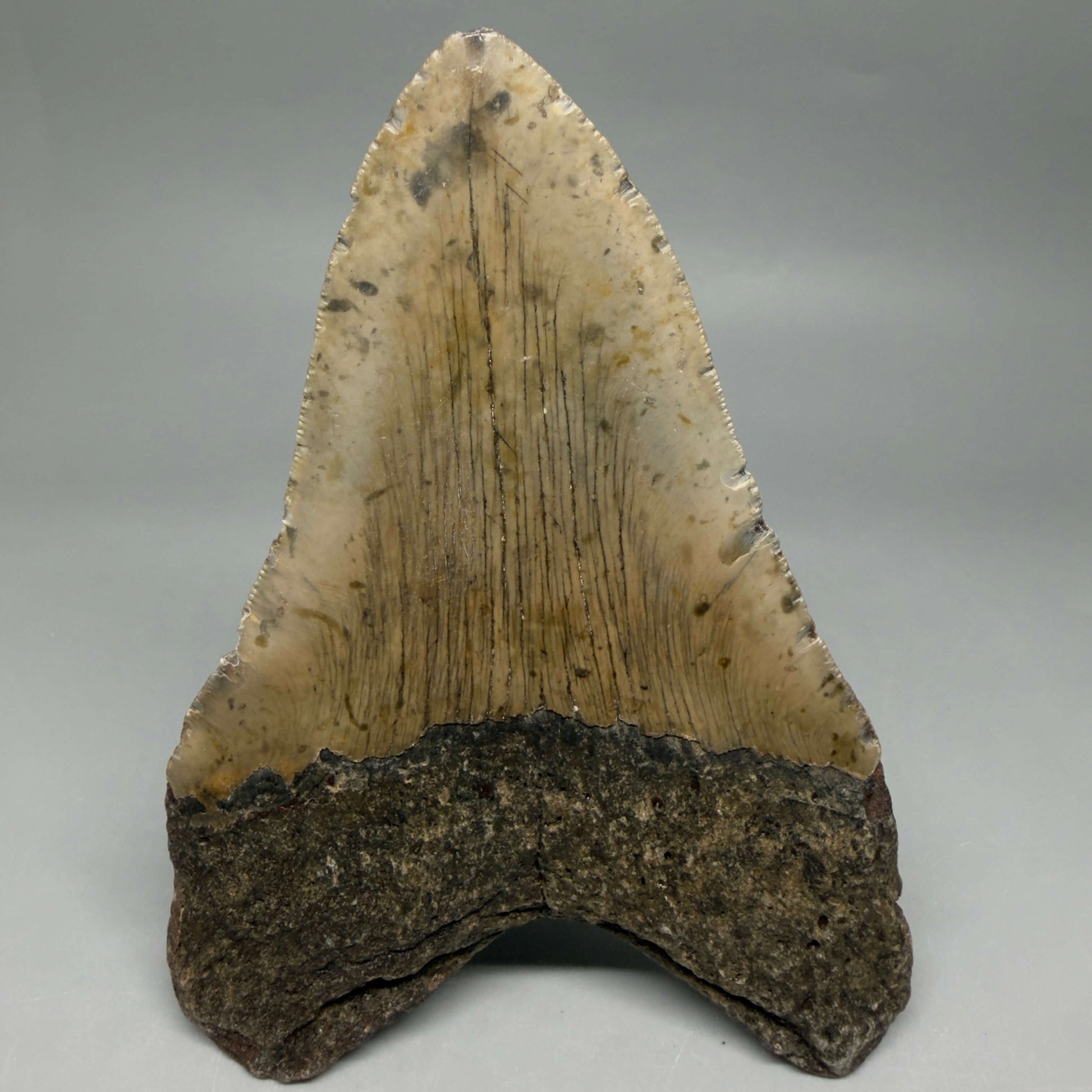 Back View Colorful 5.57" Authentic Megalodon Tooth – North Carolina Fossil | Carcharocles megalodon CM6456
