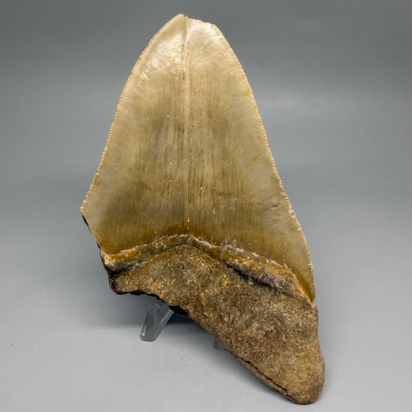 Back View Colorful 5.70" Authentic Megalodon Tooth – North Carolina Fossil | Carcharocles megalodon CM6582
