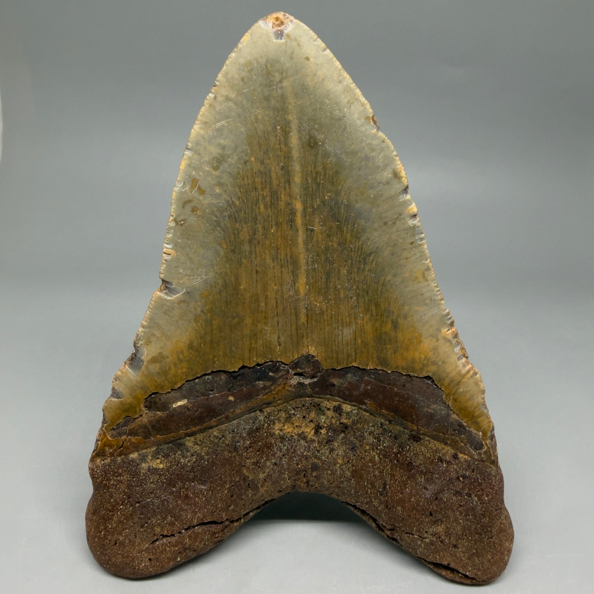 Back View Colorful 5.79" Authentic Megalodon Tooth – North Carolina Fossil | Carcharocles megalodon CM6457