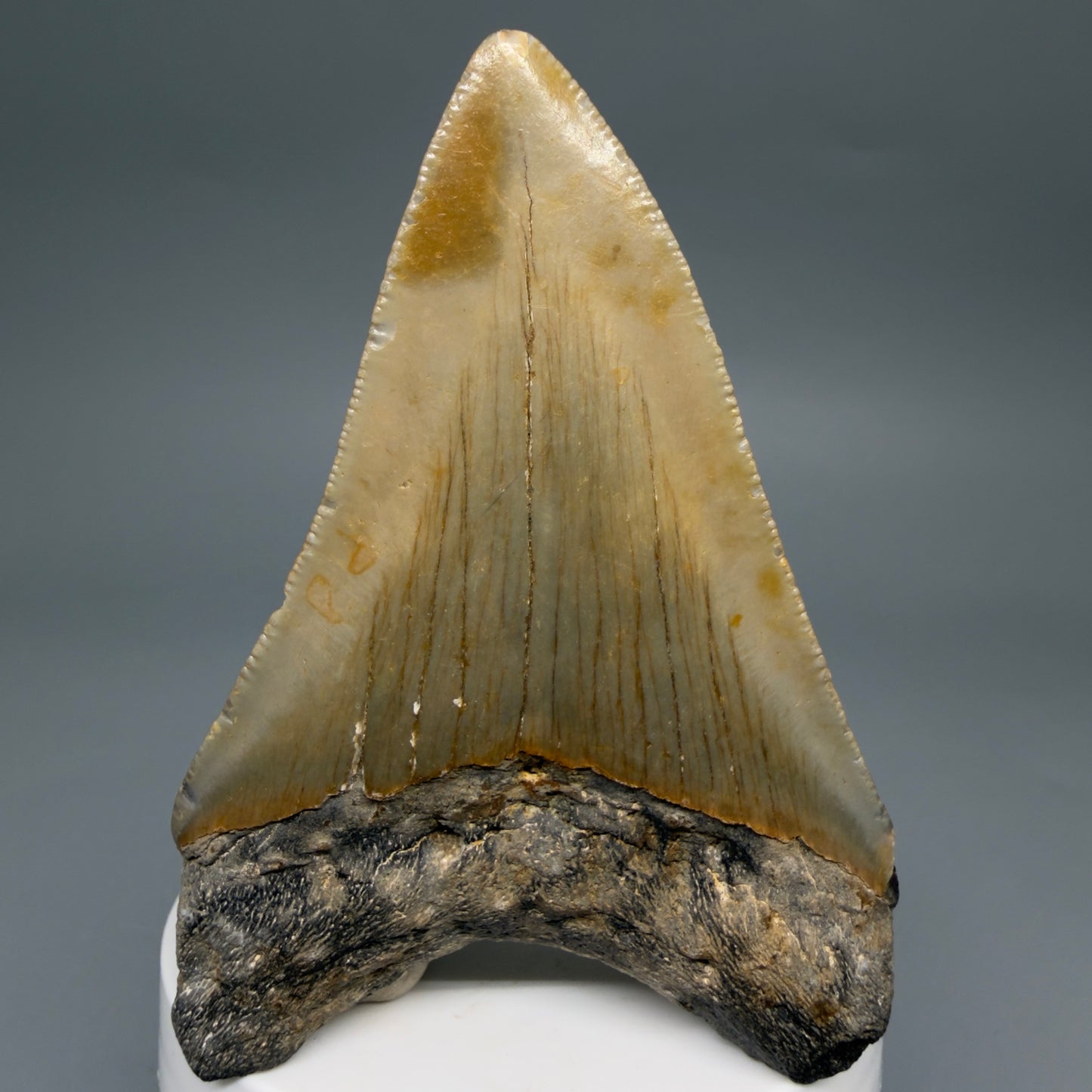 Back View Colorful Lower 3.27" Fossil Megalodon Tooth from North Carolina - megalodonteeth.com CM6500