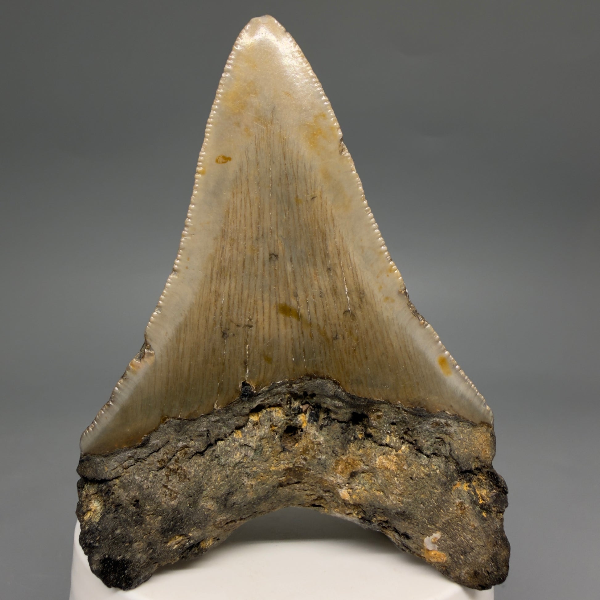 Back View Colorful Lower 3.32" Fossil Megalodon Tooth from North Carolina - megalodonteeth.com CM6577