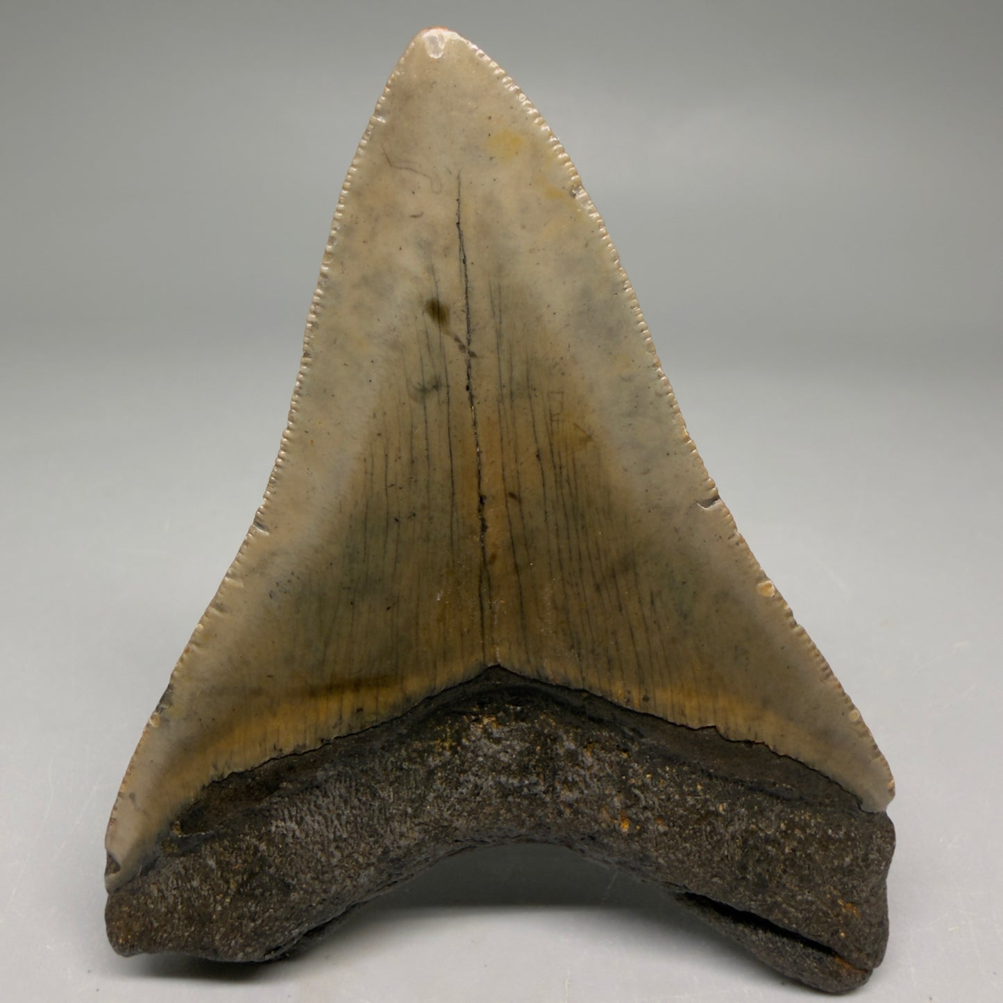 Back View Colorful Lower 3.70" Fossil Megalodon Tooth from North Carolina - megalodonteeth.com CM6502 