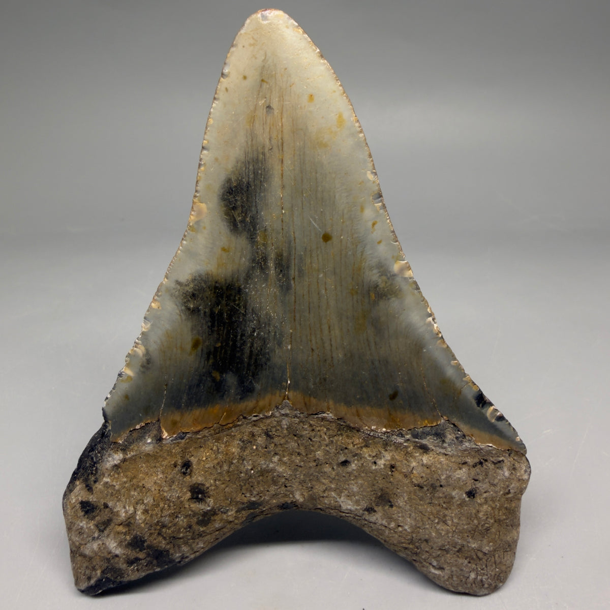 Back View Colorful Lower 4.41" Authentic Megalodon Tooth – North Carolina Fossil | Carcharocles megalodon megalodonteeth.com 