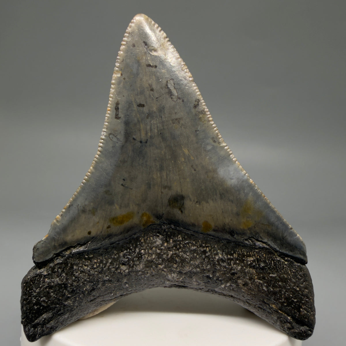 Back View Colorful, Sharply serrated 2.79" Fossil Megalodon Tooth – South Carolina River Find | Authentic megalodonteeth.com CM6741