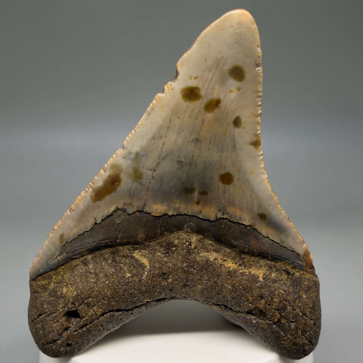 Back View Colorful, heart-shaped 3.00" Fossil Megalodon Tooth from North Carolina - megalodonteeth.com CM6793