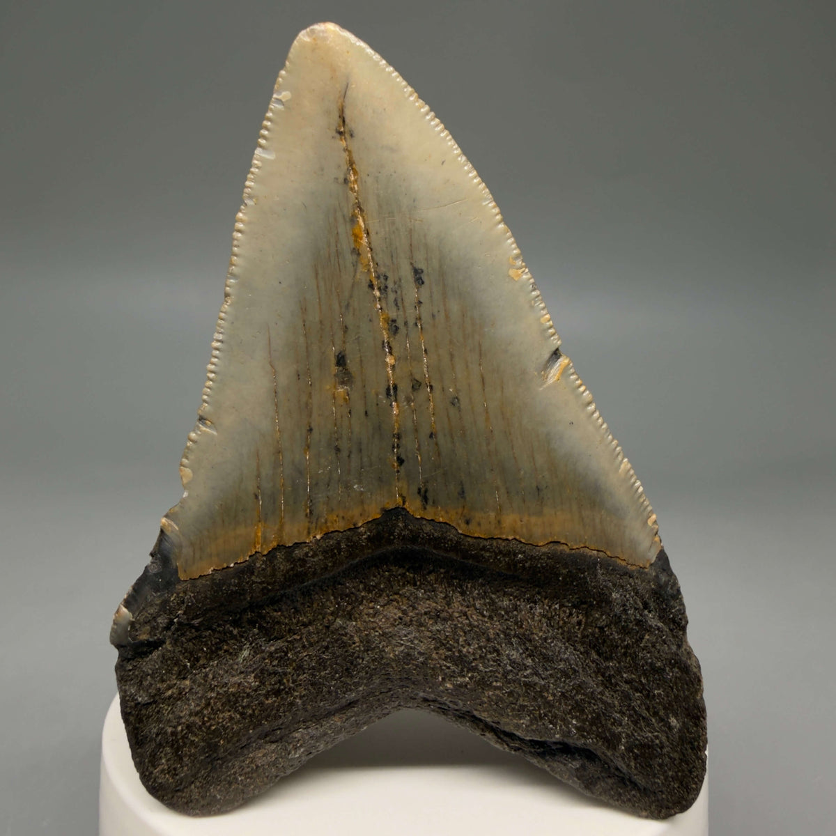 Back View Colorful, heart-shaped 3.15" Fossil Megalodon Tooth from North Carolina - megalodonteeth.com CM6795
