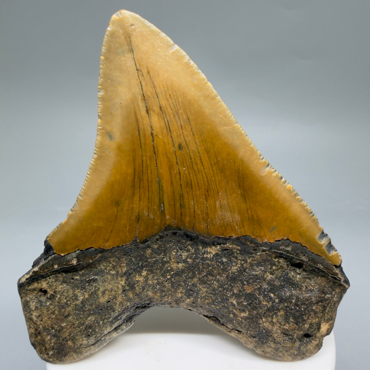 Back View Colorful, heart-shaped 3.38" Fossil Megalodon Tooth from North Carolina - megalodonteeth.com CM6635