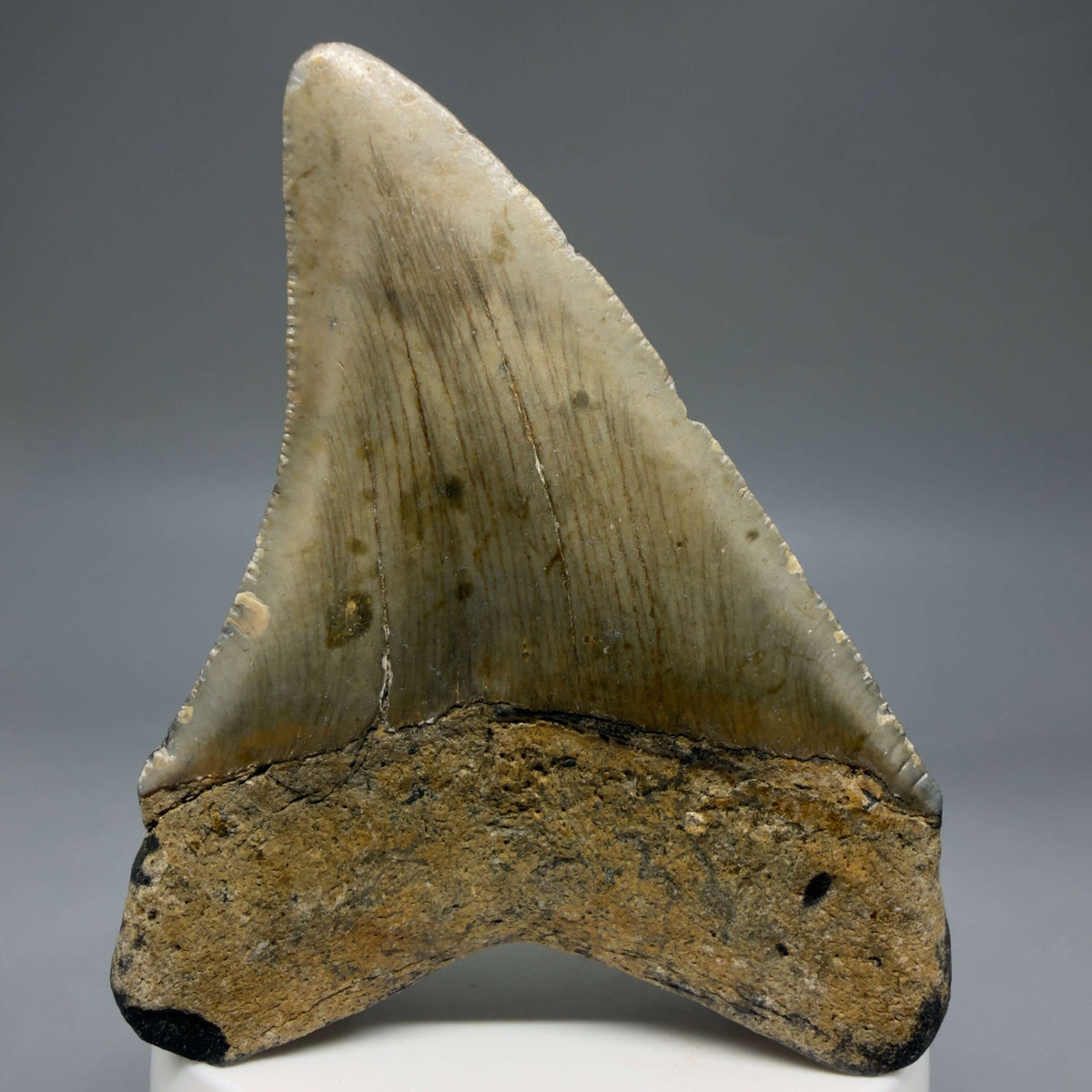 Back View Colorful, heart-shaped 3.41" Fossil Megalodon Tooth from North Carolina - megalodonteeth.com CM6796